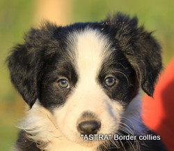 Black and white female, medium coat, border collie puppy